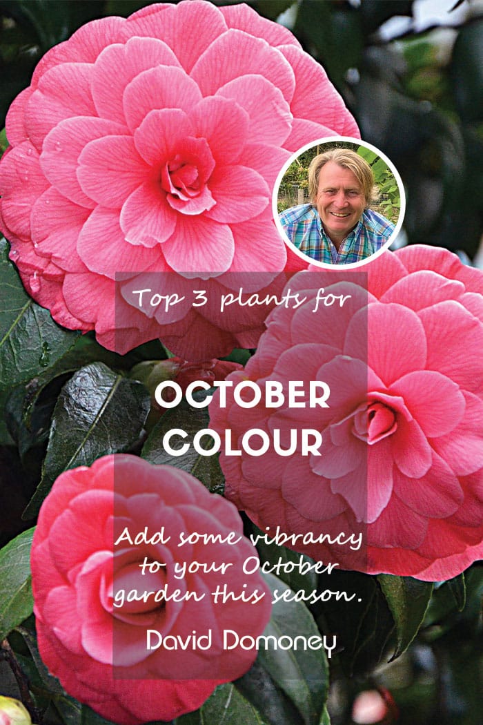 Top 3 plants for colour in October