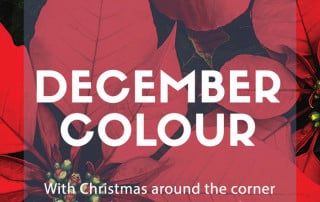 december colour