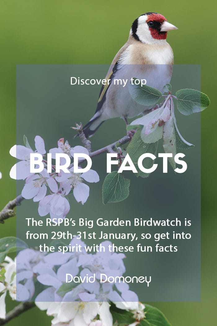 Amazing facts about birds