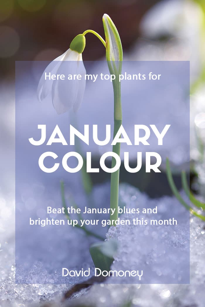 The top plants for colour in January