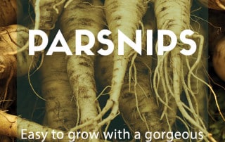 parsnips