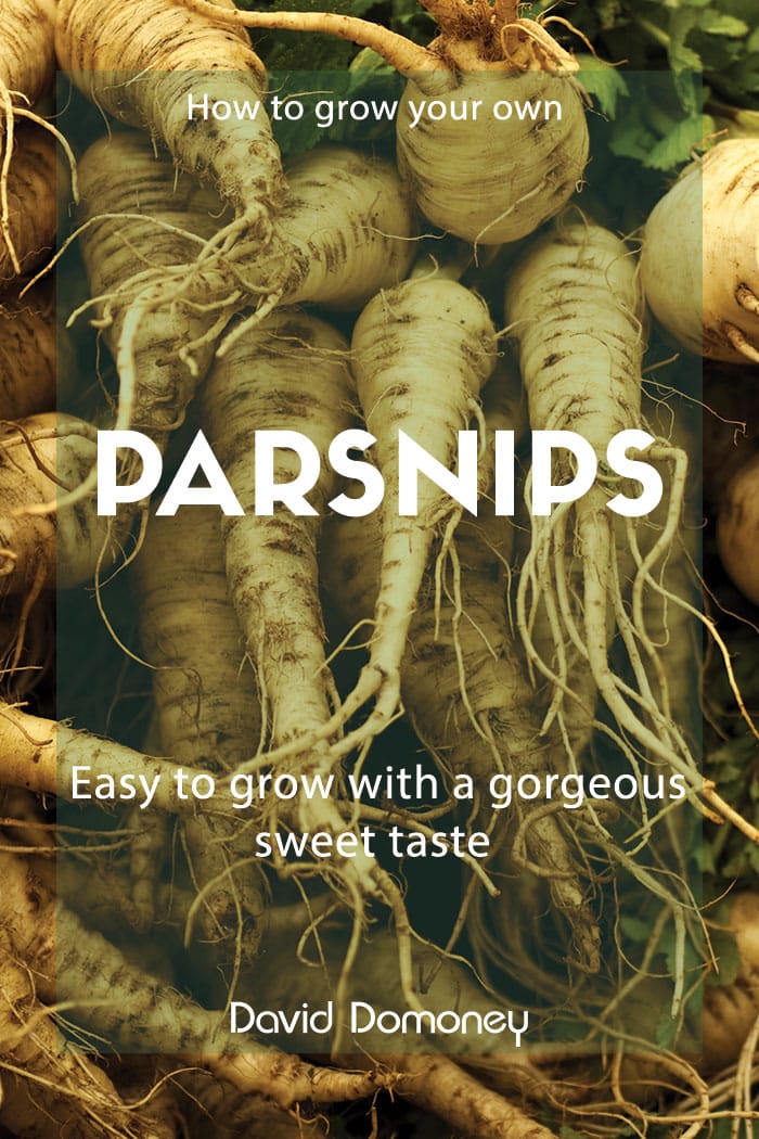 How to grow your own parsnips