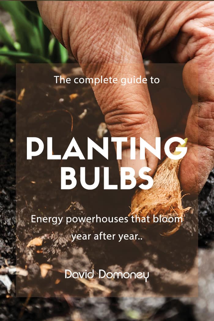 The complete guide to bulbs