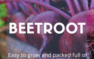 how to grow beetroot feature image