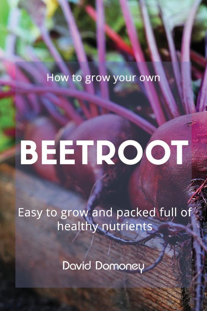 How to Grow Your Own Beetroot