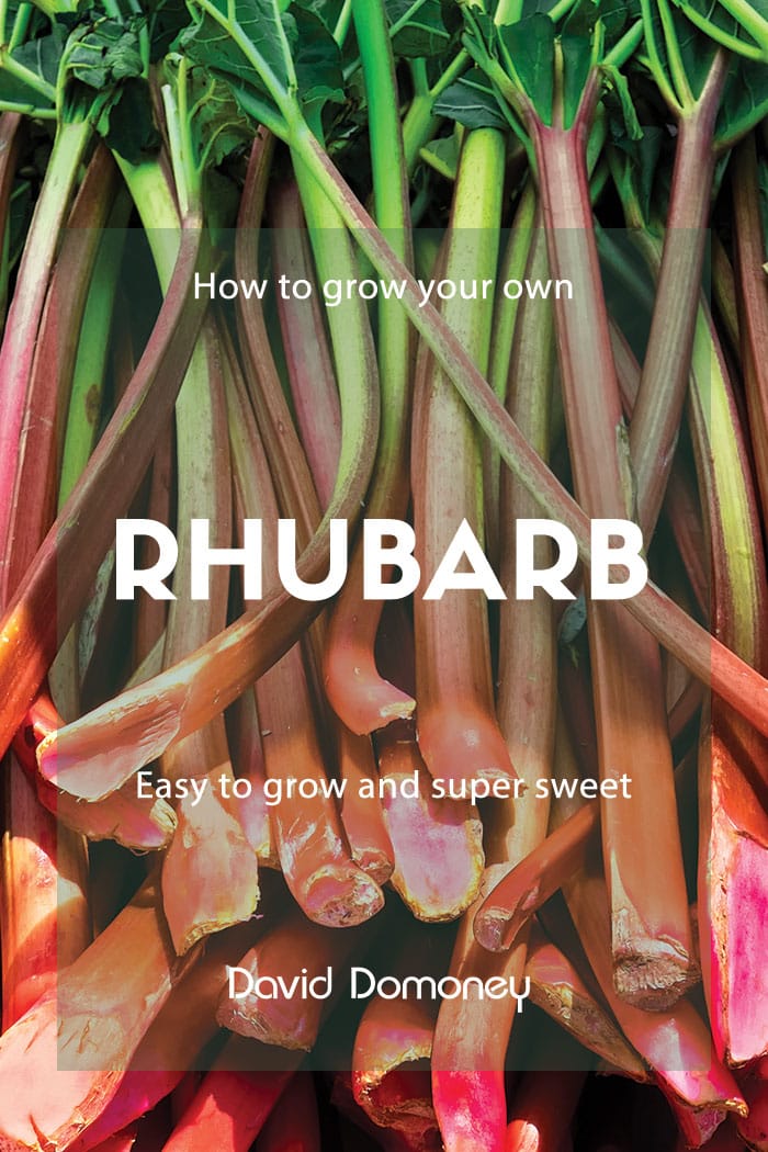 How to grow your own rhubarb