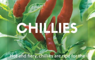 chillies