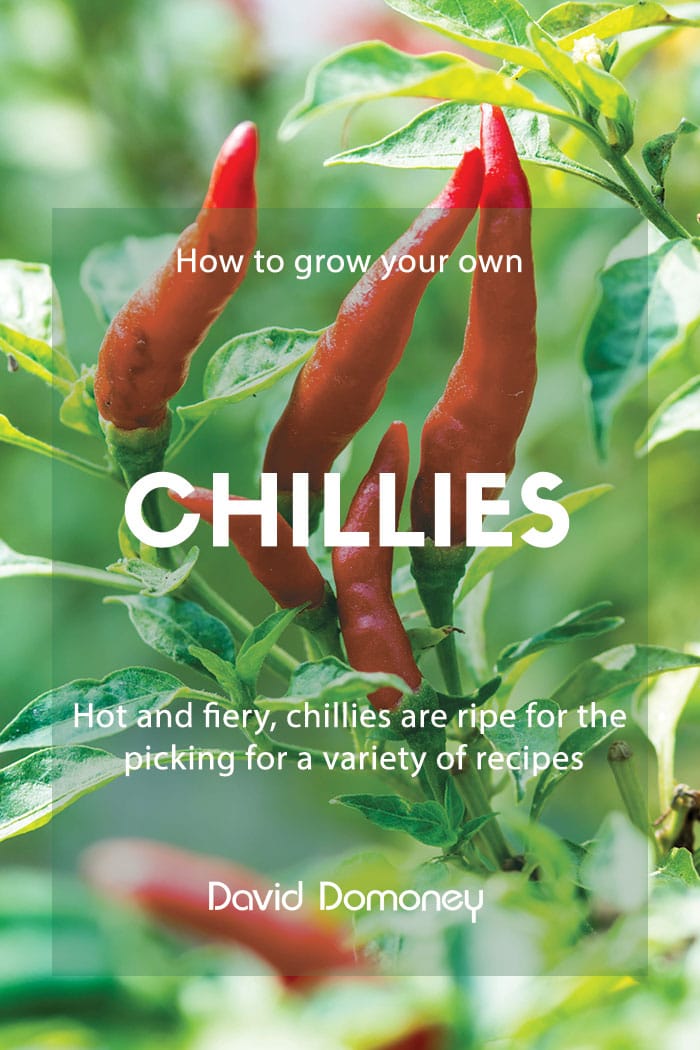 How to Grow Your Own Chillies