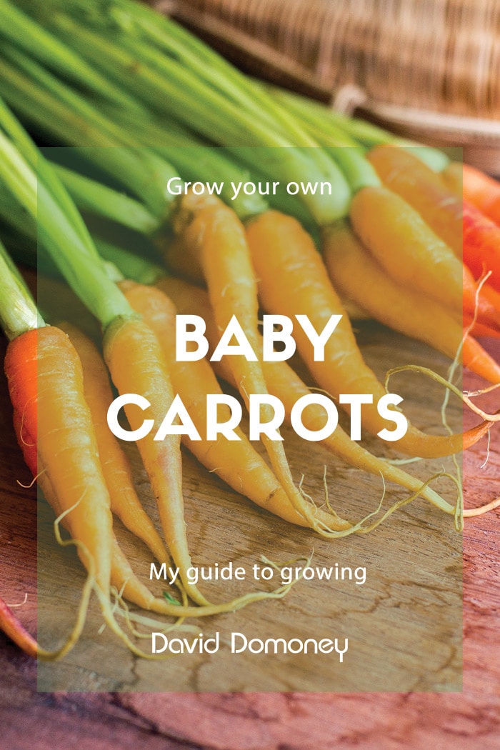 How to grow baby carrots