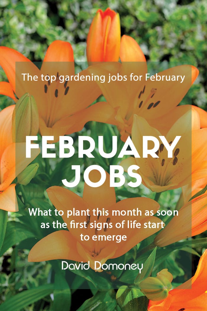 The top gardening jobs for February