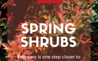 Sunday Mirror Spring shrubs