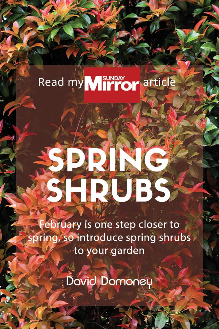 Sunday Mirror article: Spring shrubs