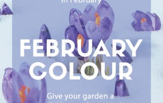 February colour