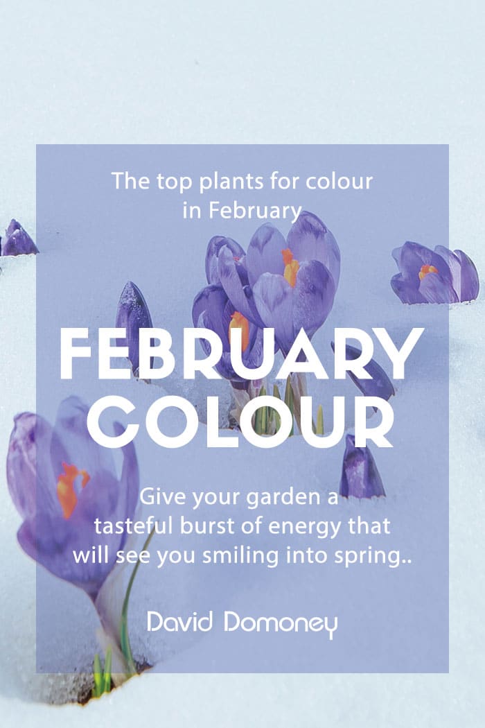 The top plants for colour in February