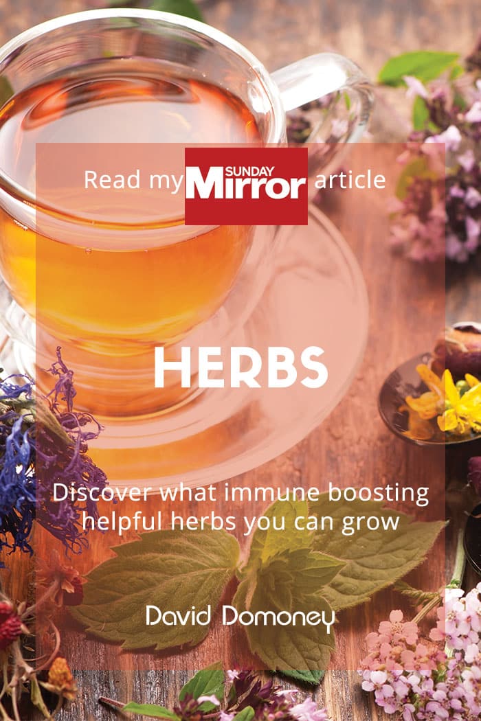 Sunday Mirror article: Herbs