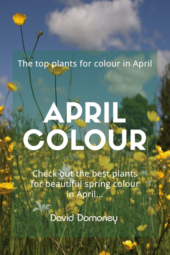 The top plants for colour in April