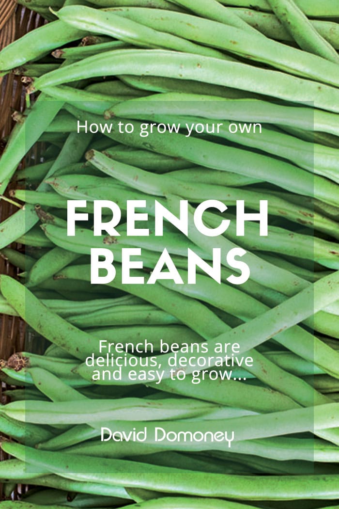 How to grow your own french beans