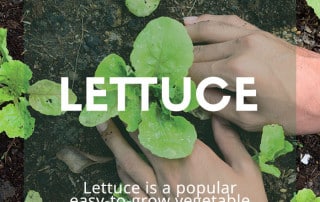 Lettuce