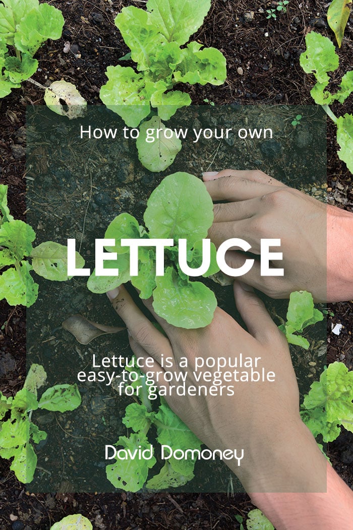 How to grow your own lettuce