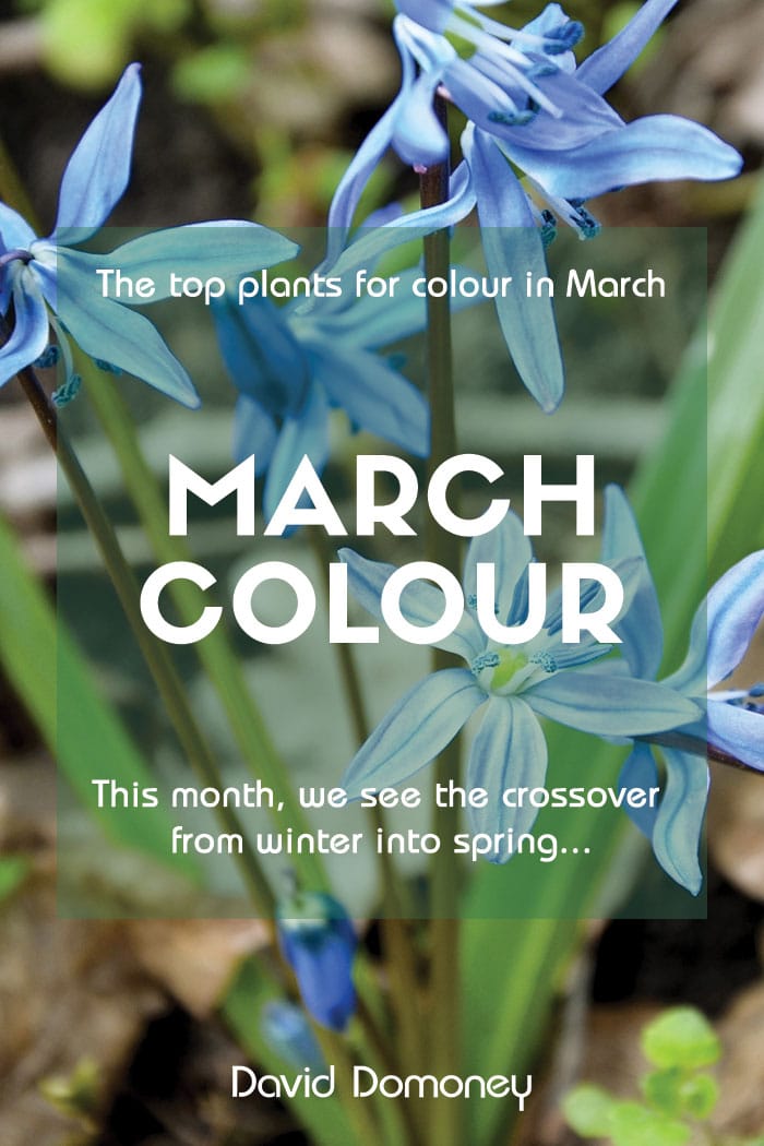 The top plants for colour in March