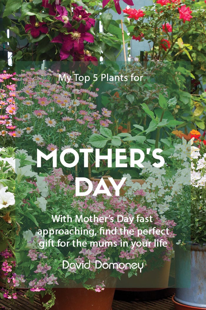 The top five houseplants for Mother’s Day