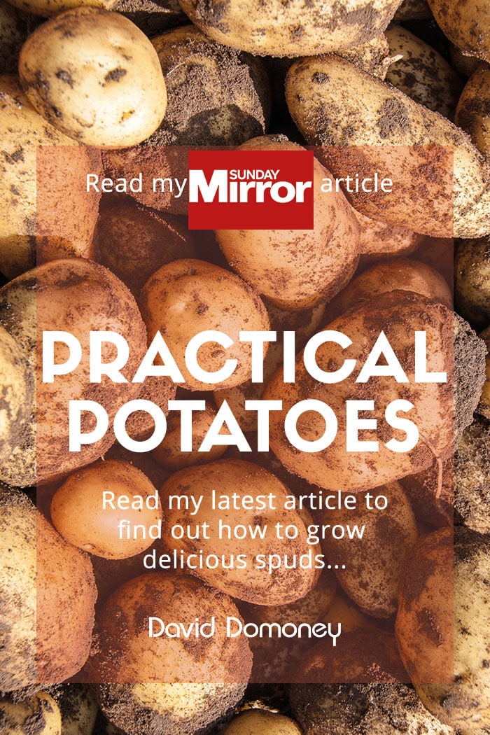 Sunday Mirror article: Practical potatoes