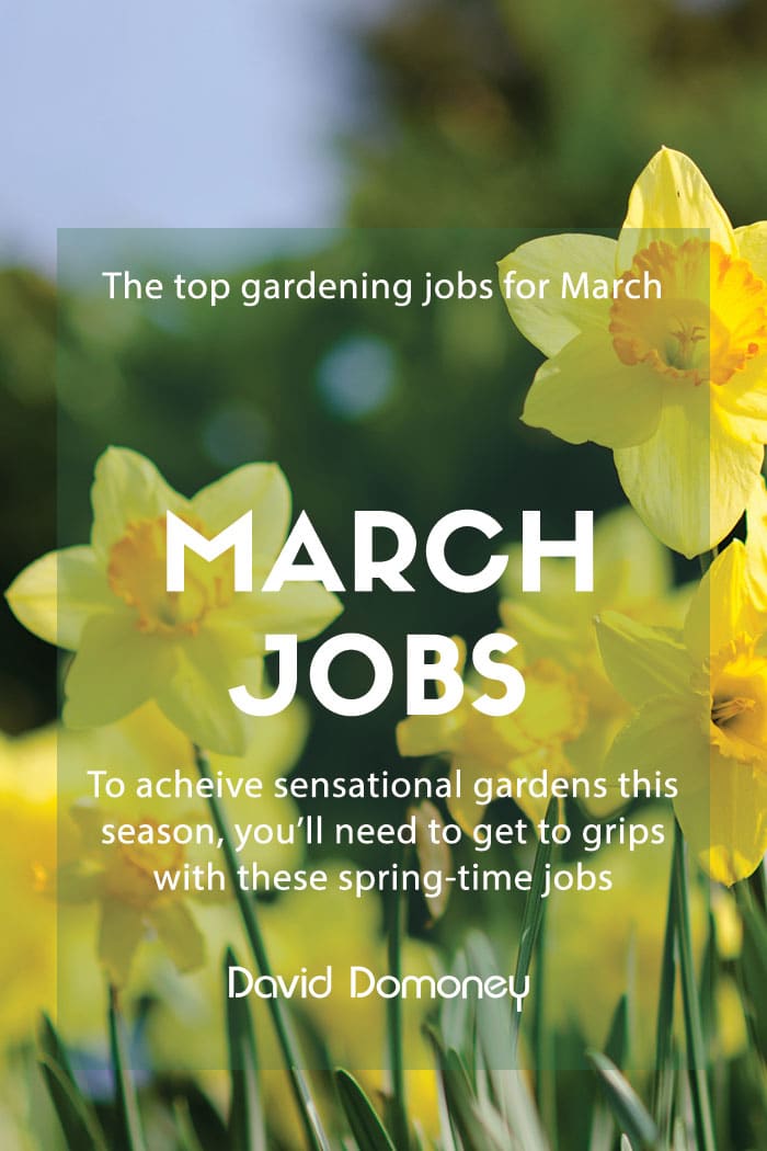 The top gardening jobs for March