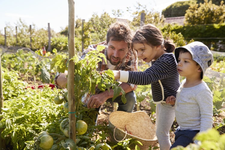 community garden