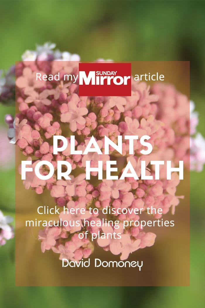 Sunday Mirror article: Plants for health