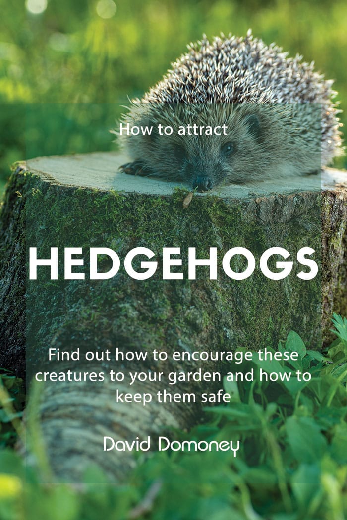 Looking after wildlife: How to attract and care for hedgehogs