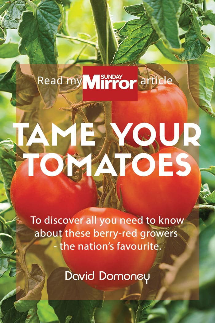 Sunday Mirror article: Tame your tomatoes