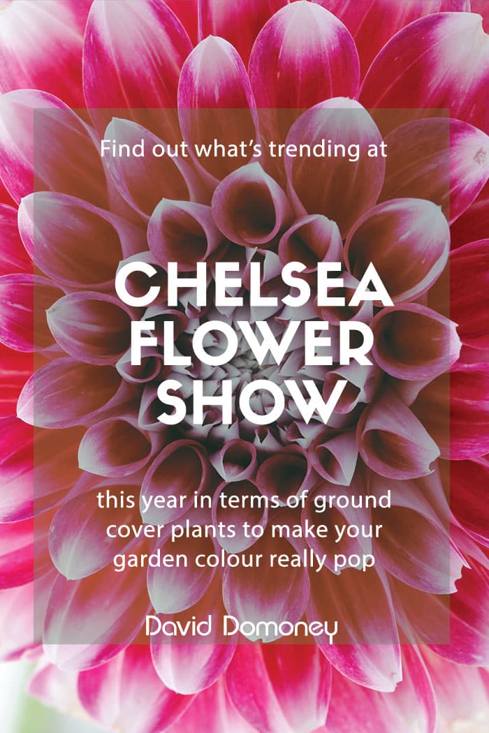 Chelsea 2019: My top ground cover plants