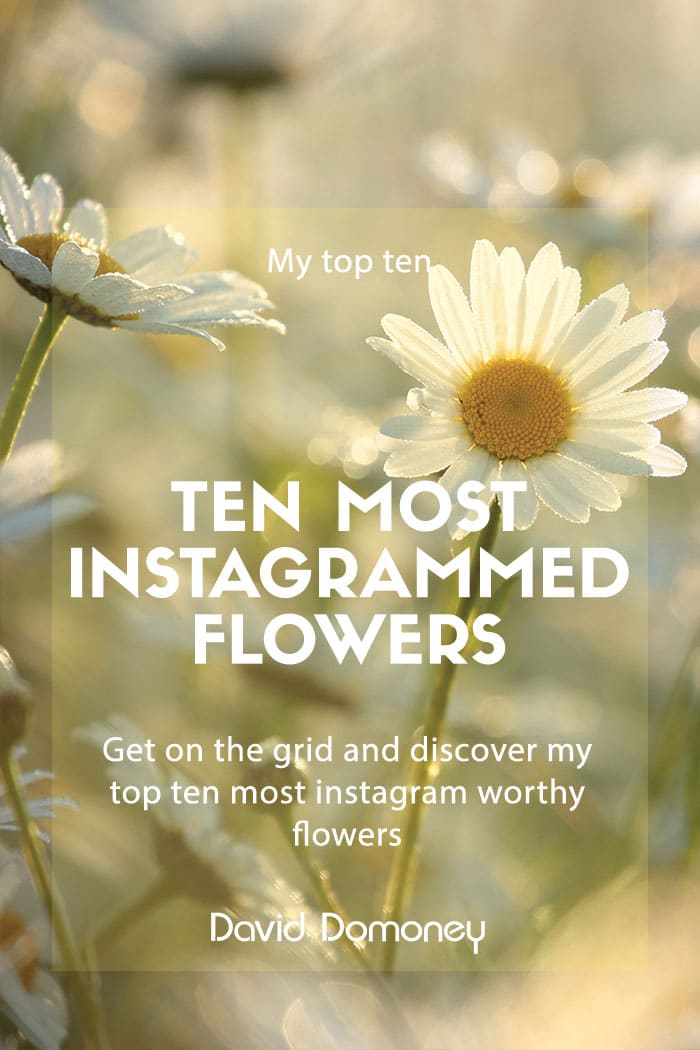 10 most Instagrammed flowers