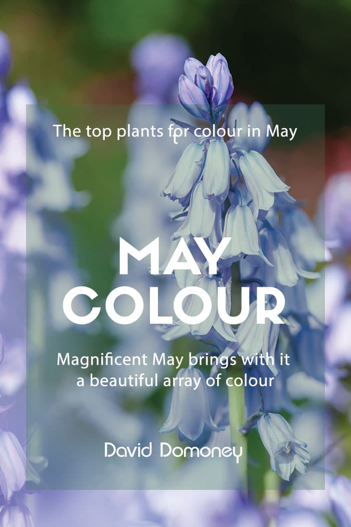 The top plants for colour in May