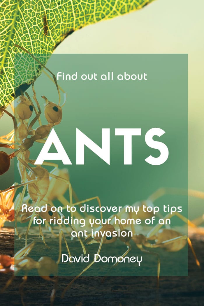 All about ants