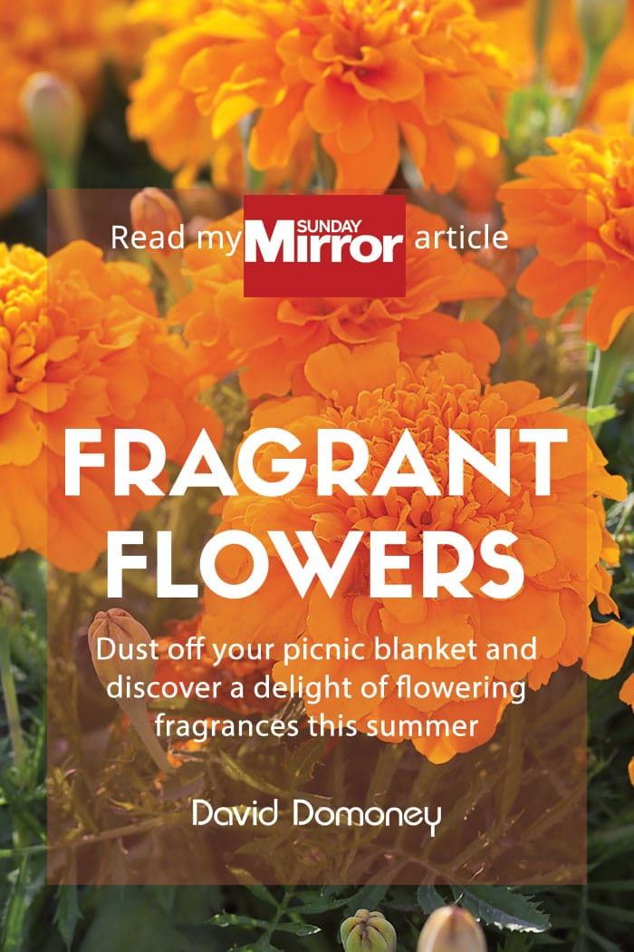 Sunday Mirror article: Fragrant flowers