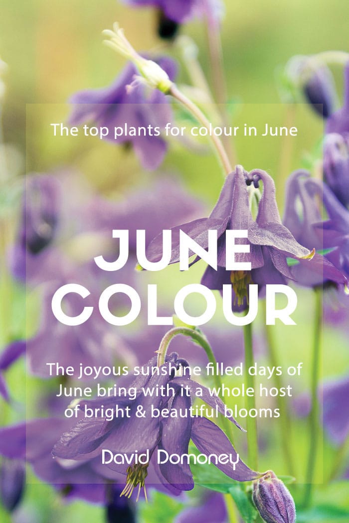 The top plants for colour in June