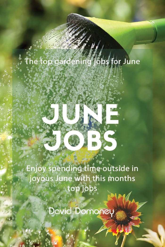 The top gardening jobs for June