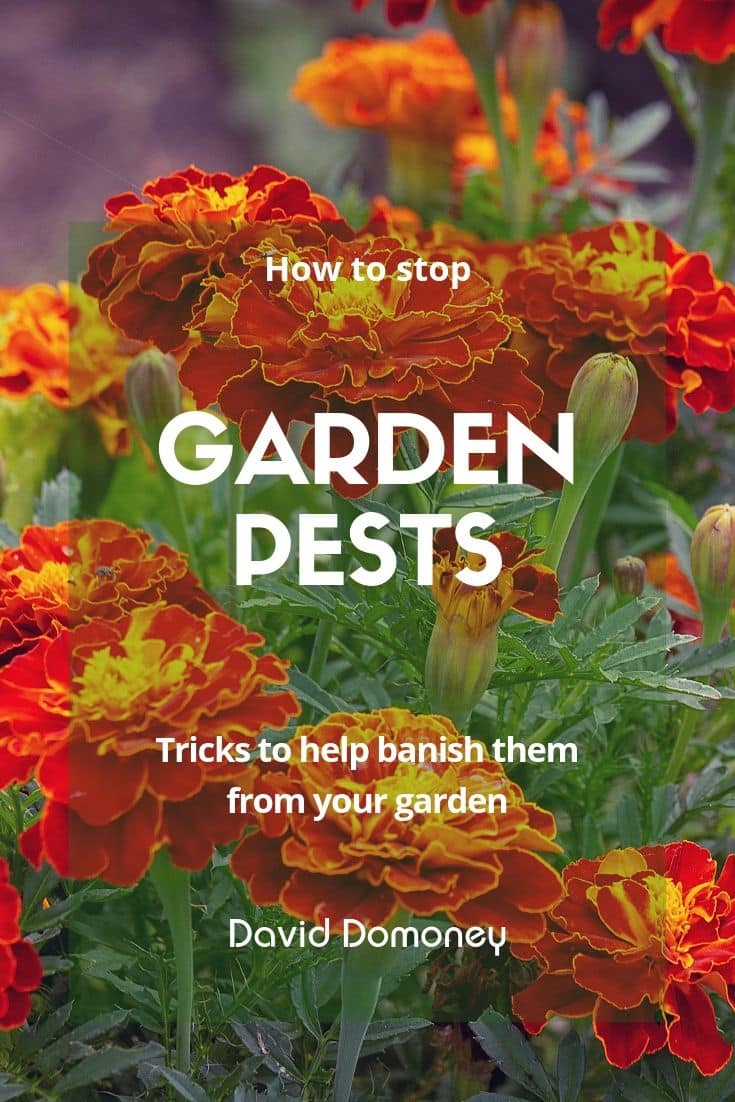 How to manage the garden pests