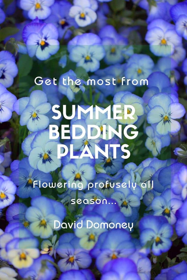 Summer bedding plants