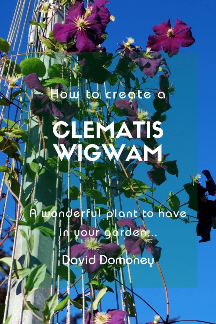 How to create a clematis wigwam