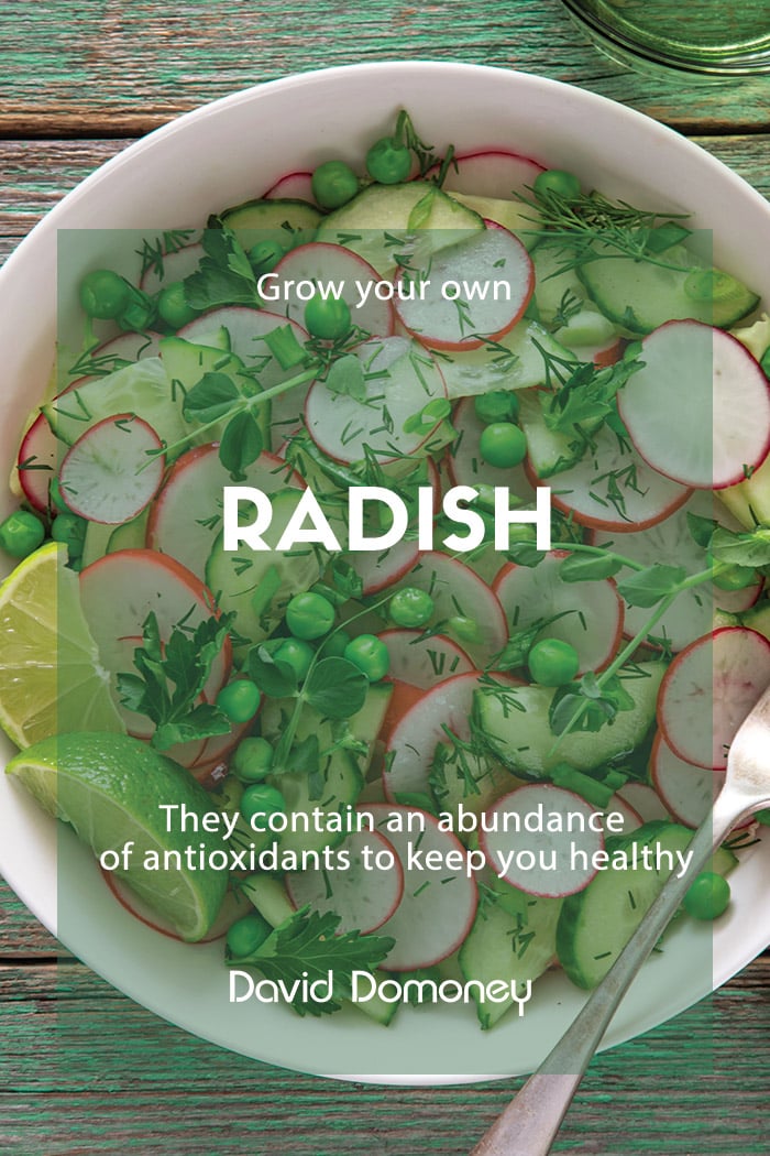 Grow Your Own Radish