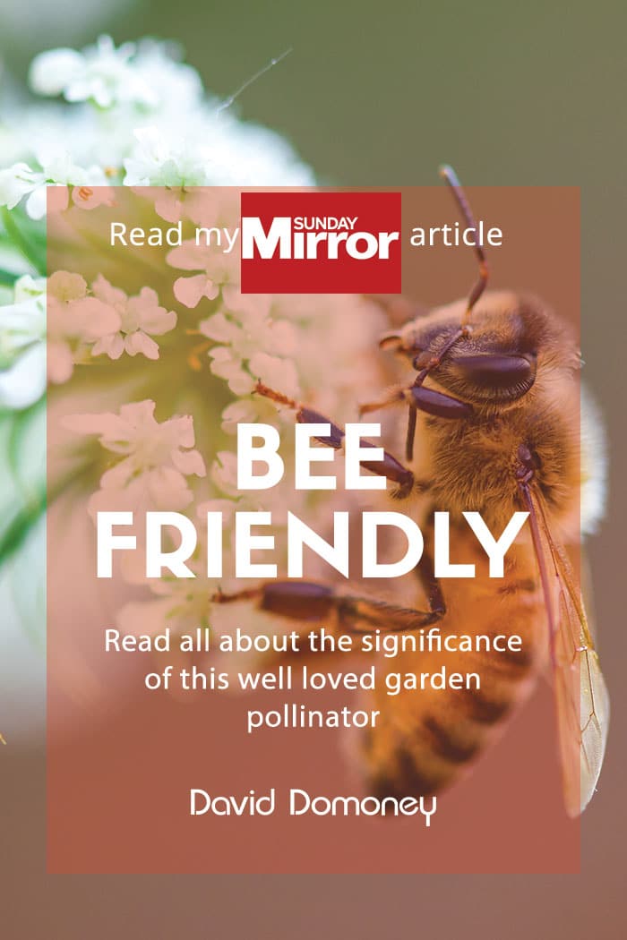 Sunday Mirror article: Bee friendly