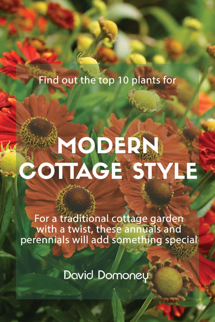 My top 10 plants for the modern cottage garden style