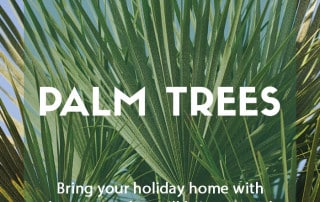 How to plant palm trees