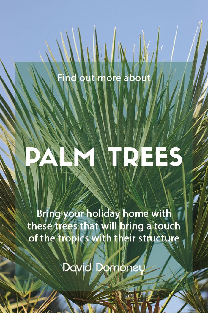 How to plant palm trees in the garden