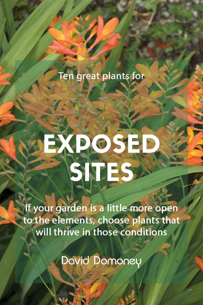 10 plants for exposed site gardens