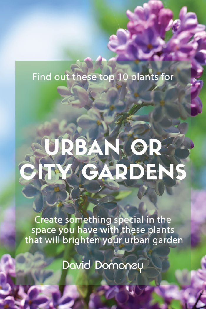 Urban or city garden plants