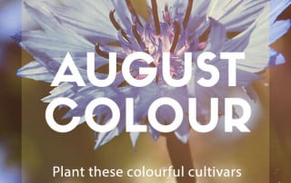 august colour