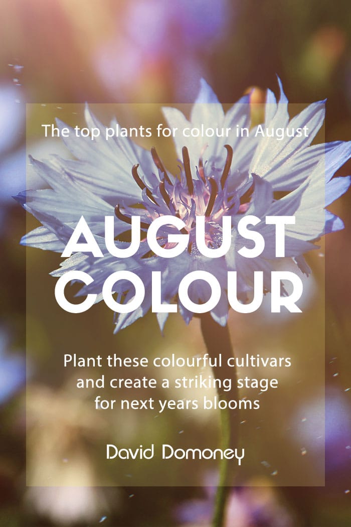 Top 3 plants for August colour